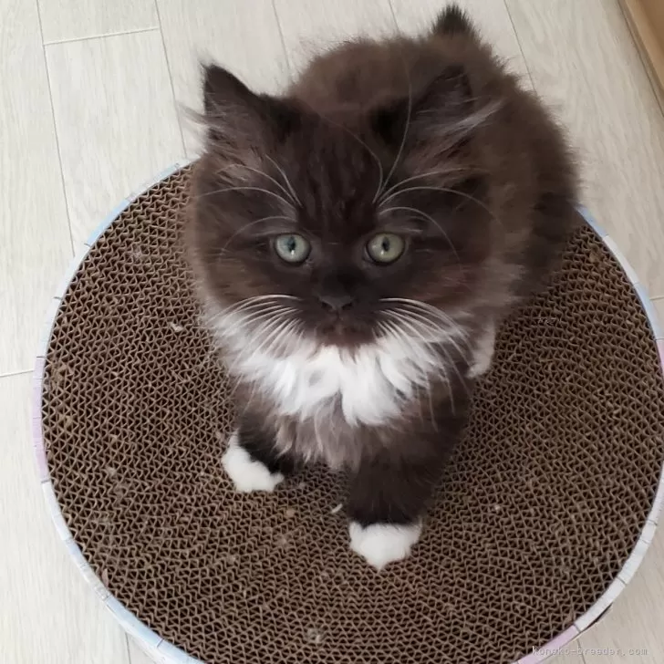 ID:2412-02529の子猫