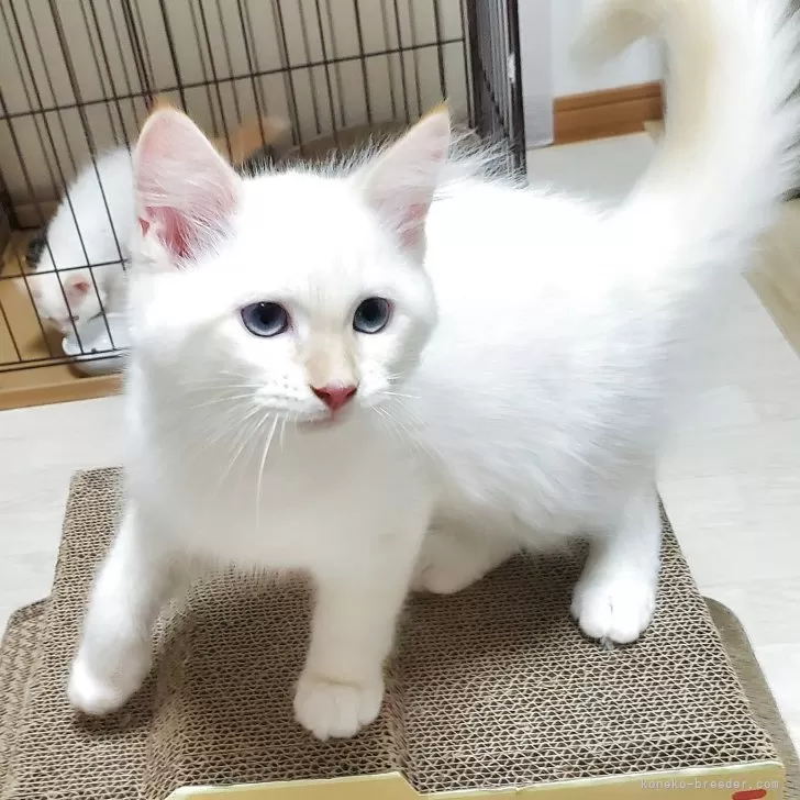 ID：2506-03066の子猫