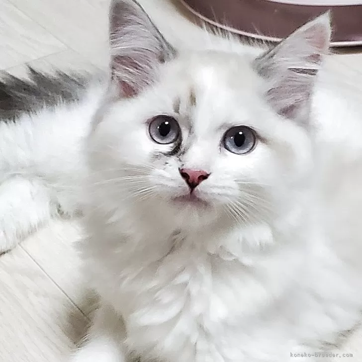 ID：2506-02002の子猫