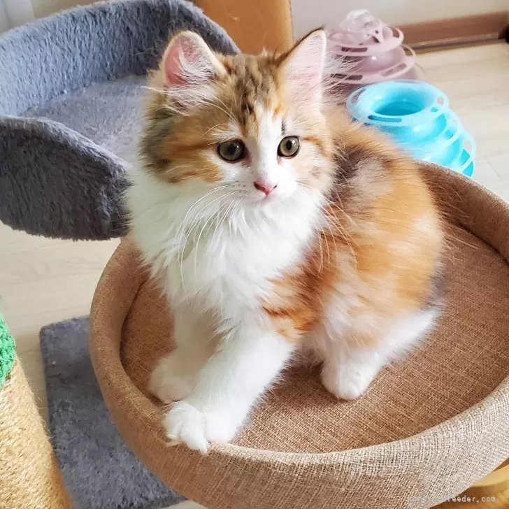 ID：2508-00606の子猫