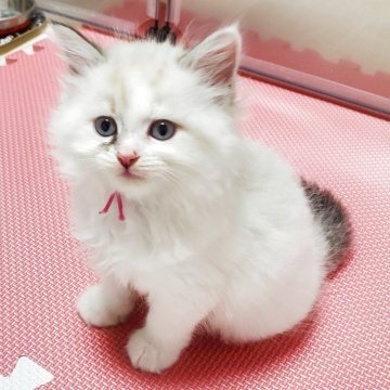 サイベリアン【静岡県・男の子・2025年5月10日・シールリンクスポイント&ホワイト】の写真「青い瞳が美しい甘えん坊の男の子💖」