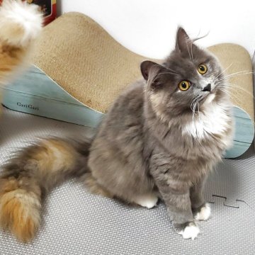 サイベリアン【静岡県・女の子・2025年2月12日・ブルータビー】の写真「♡穏やかな性格でとっても甘えんぼうな女の子♡」