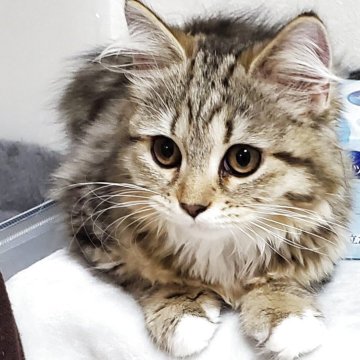 サイベリアン【静岡県・女の子・2025年7月6日・ブラウンタビー&ホワイト】の写真「まん丸お目目が可愛いブラウンタビーの女の子💕」