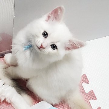 サイベリアン【静岡県・男の子・2025年5月10日・レッドリンクスポイント】の写真「青い瞳が美しい甘えん坊の男の子💞」