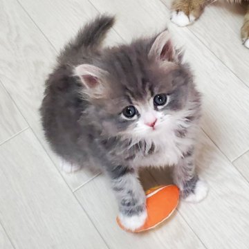 サイベリアン【静岡県・女の子・2025年9月29日・ブルータビー&ホワイト】の写真「つぶらな瞳が愛らしいとっても可愛い女の子💕」