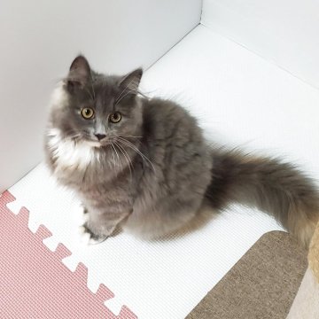 サイベリアン【静岡県・女の子・2025年2月12日・ブルータビー】の写真「♡穏やかな性格でとっても甘えんぼうな女の子♡」