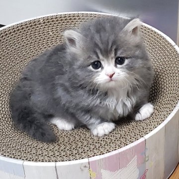 サイベリアン【静岡県・女の子・2025年9月29日・ブルータビー&ホワイト】の写真「つぶらな瞳が愛らしいとっても可愛い女の子💕」