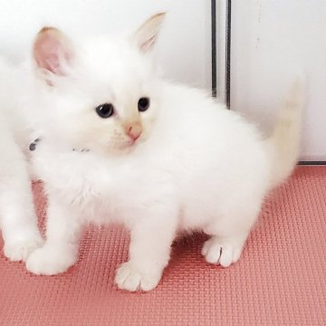 サイベリアン【静岡県・男の子・2025年5月10日・レッドリンクスポイント】の写真「青い瞳が美しい甘えん坊の男の子💞」