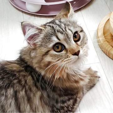 サイベリアン【静岡県・女の子・2025年7月6日・ブラウンタビー&ホワイト】の写真「まん丸お目目が可愛いブラウンタビーの女の子💕」