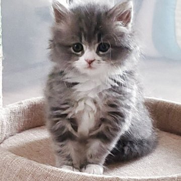 サイベリアン【静岡県・女の子・2025年9月29日・ブルータビー&ホワイト】の写真「つぶらな瞳が愛らしいとっても可愛い女の子💕」