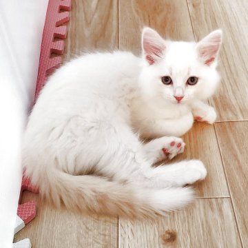 サイベリアン【静岡県・男の子・2025年5月10日・レッドリンクスポイント】の写真「青い瞳が美しい甘えん坊の男の子💞」