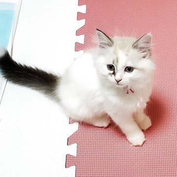 サイベリアン【静岡県・女の子・2025年5月10日・シールリンクスポイント&ホワイト】の写真「青い瞳が美しい甘えん坊の女の子💖」