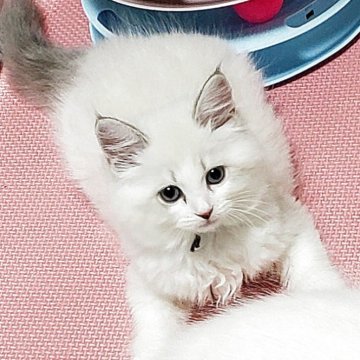 サイベリアン【静岡県・男の子・2025年5月10日・ブルーリンクスポイント&ホワイト】の写真「青い瞳が美しい甘えん坊の男の子💗」