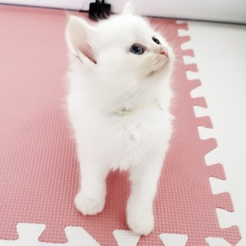サイベリアン【静岡県・男の子・2025年5月10日・レッドリンクスポイント】の写真「青い瞳が美しい甘えん坊の男の子♡」