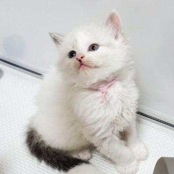 サイベリアン【静岡県・男の子・2025年5月10日・シールポイント&ホワイト】の写真「青い瞳が美しい甘えん坊の男の子💖」