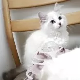 サイベリアン
