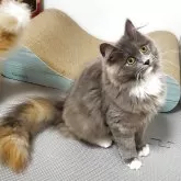 サイベリアン