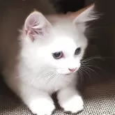 サイベリアン