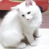 サイベリアン
