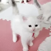 サイベリアン