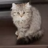 サイベリアン
