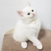 サイベリアン