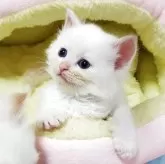 サイベリアン