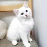 サイベリアン