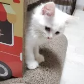 サイベリアン