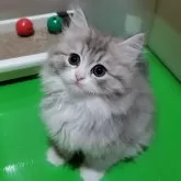 サイベリアン