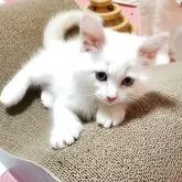 サイベリアン