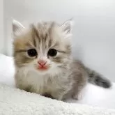サイベリアン