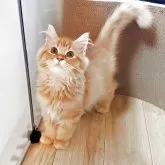 サイベリアン