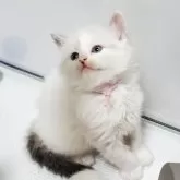 サイベリアン