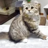 サイベリアン【静岡県・女の子・2025年7月6日・ブラウンタビー&ホワイト】の写真3