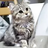 サイベリアン【静岡県・女の子・2025年7月6日・ブラウンタビー&ホワイト】の写真5