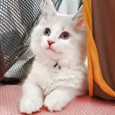 サイベリアン【静岡県・男の子・2025年5月10日・ブルーリンクスポイント&ホワイト】の写真5