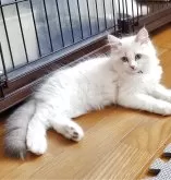 サイベリアン【静岡県・男の子・2025年5月10日・ブルーリンクスポイント&ホワイト】の写真8