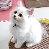 サイベリアン【静岡県・男の子・2025年5月10日・ブルーリンクスポイント&ホワイト】の写真9