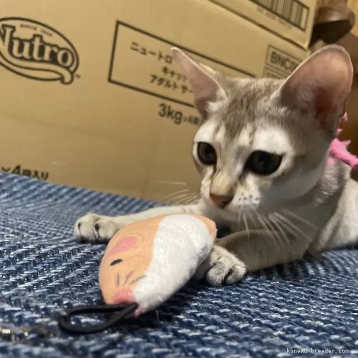 ID:2406-00890の子猫