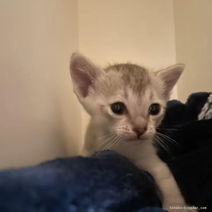 ID:2303-00081の子猫