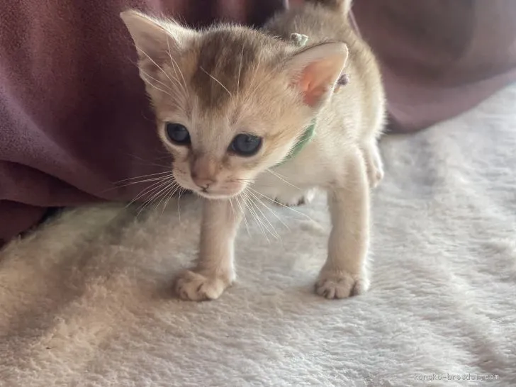 ID:2101-00979の子猫