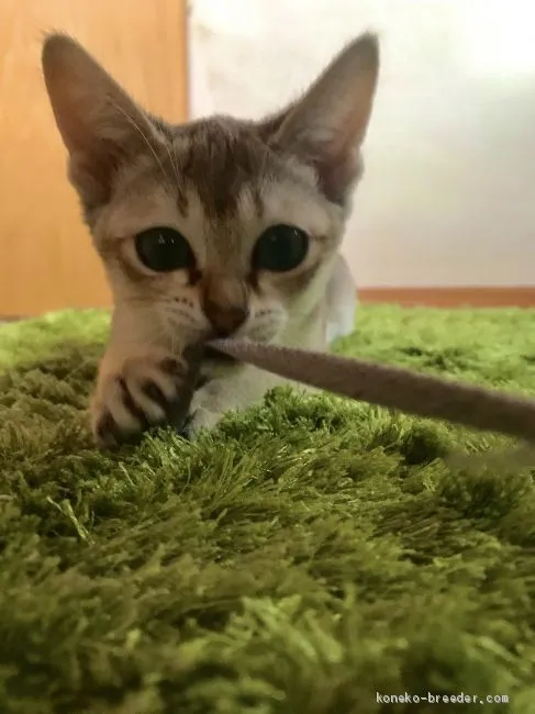 ID:2005-01913の子猫
