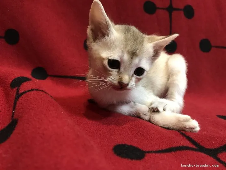 ID：2002-01208の子猫