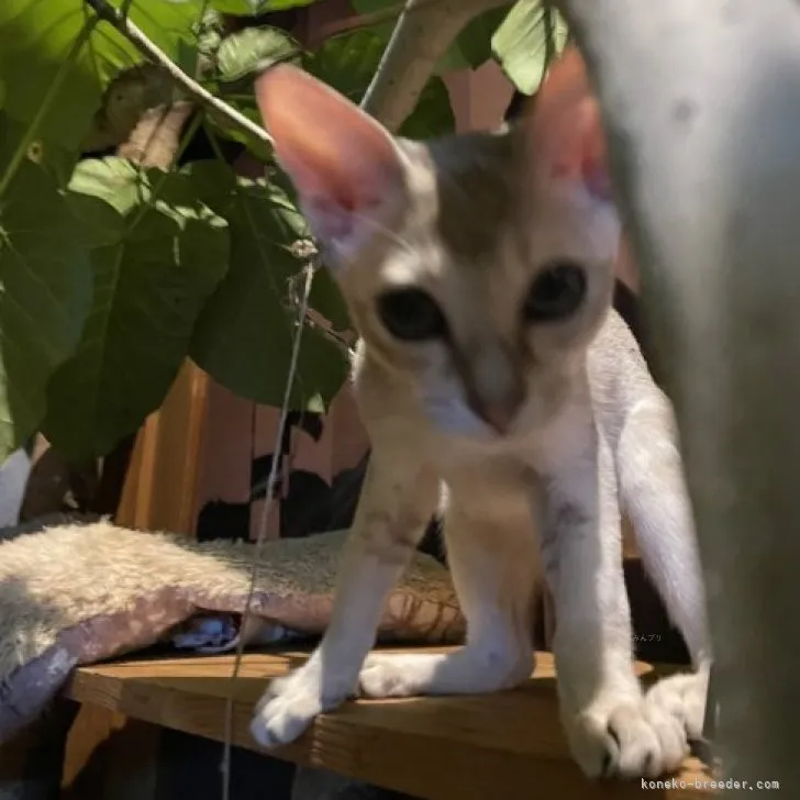 ID:2306-01752の子猫