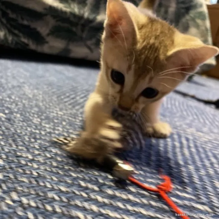 ドナルド 様のお迎えした子猫