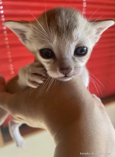 ID:2112-02160の子猫
