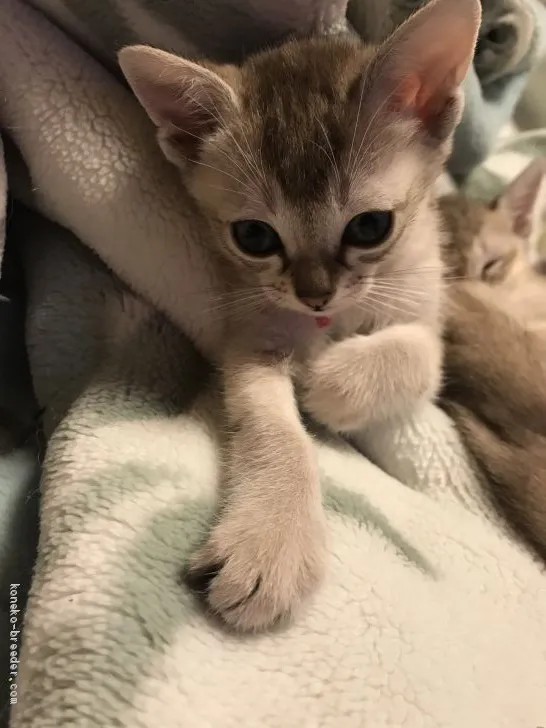 ID:1912-01563の子猫