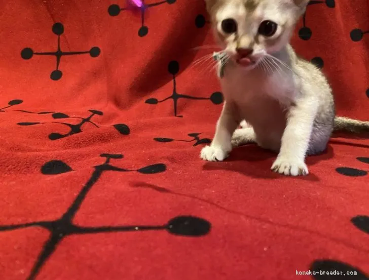 ID:2005-00249の子猫