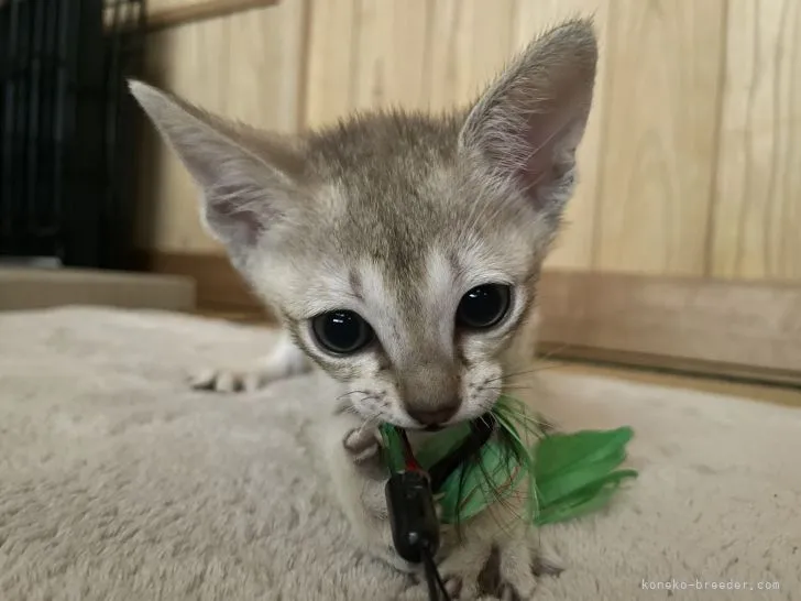 ID:2204-00967の子猫